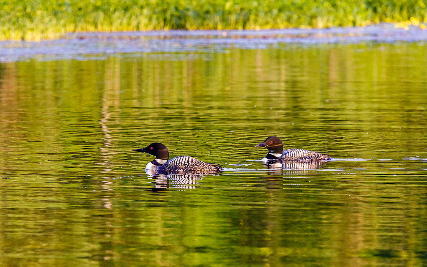 Loon Enviro Lac Gauvreau